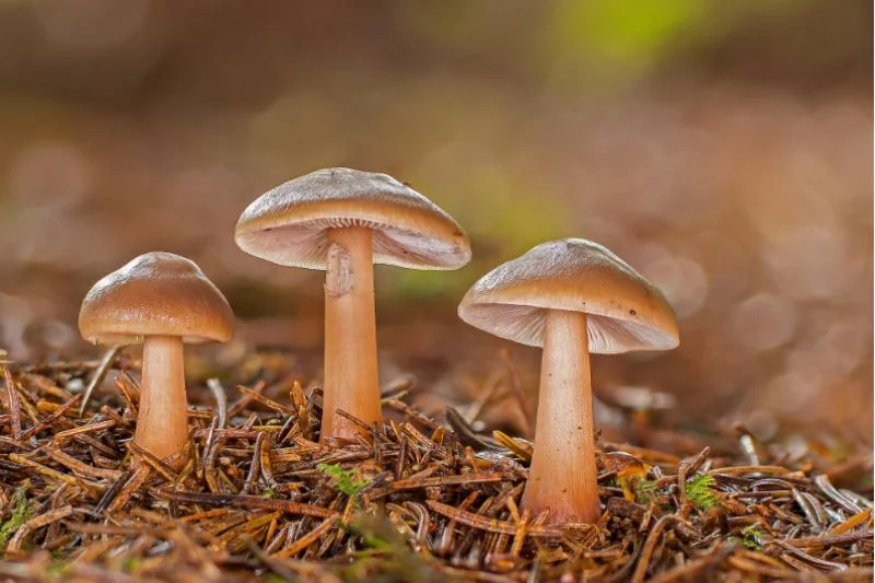 Botanická vycházka