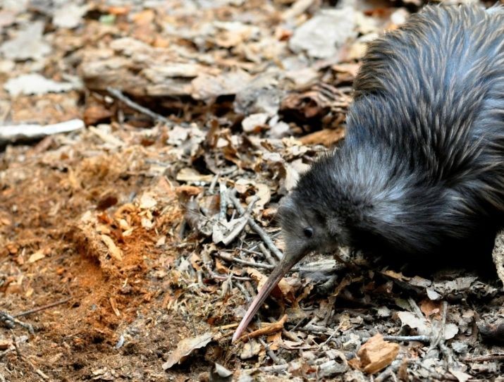 Kivi hnědý, noční šampión zlínské zoo