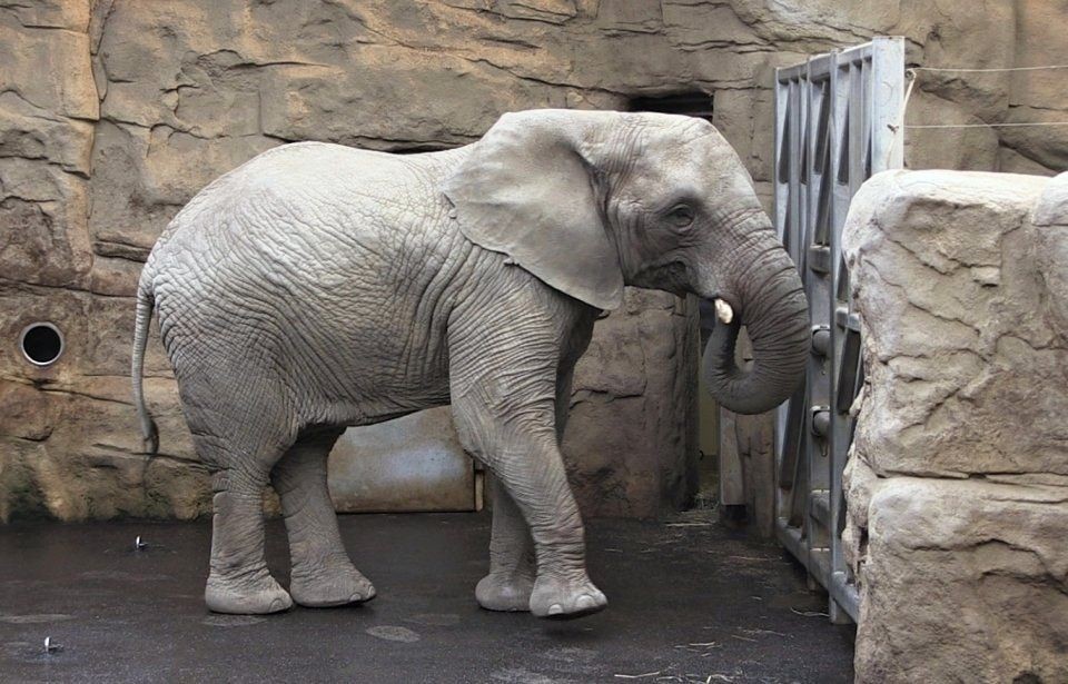 Slonice Zola očekává prvního potomka