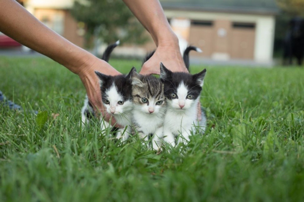 Útulek je nyní plný koťat