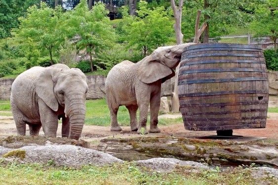 Slonice ve zlínské zoologické zahradě
