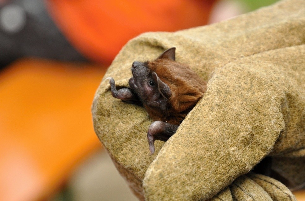 Netopýr rezavý