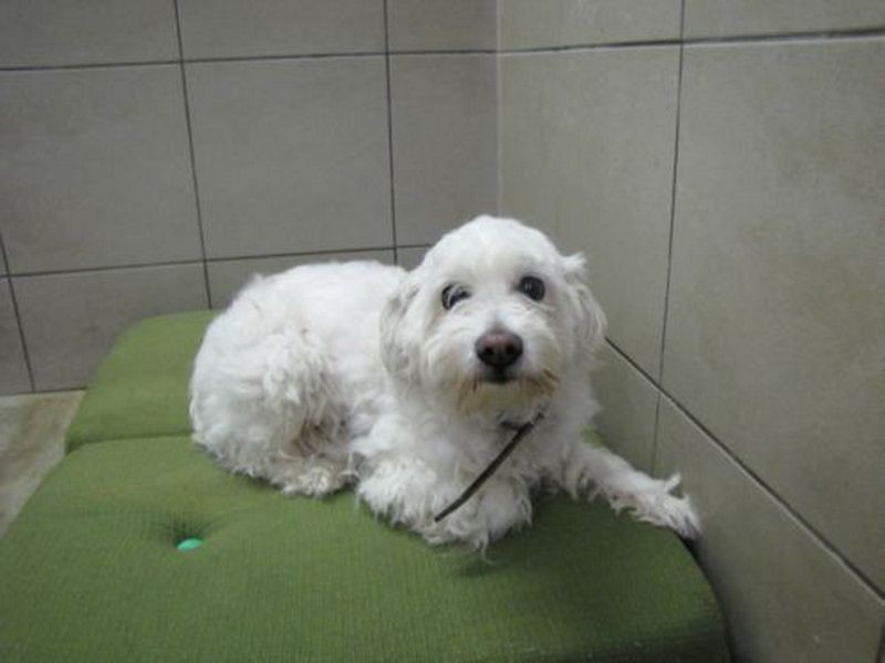 Pořad o novinkách z útulku