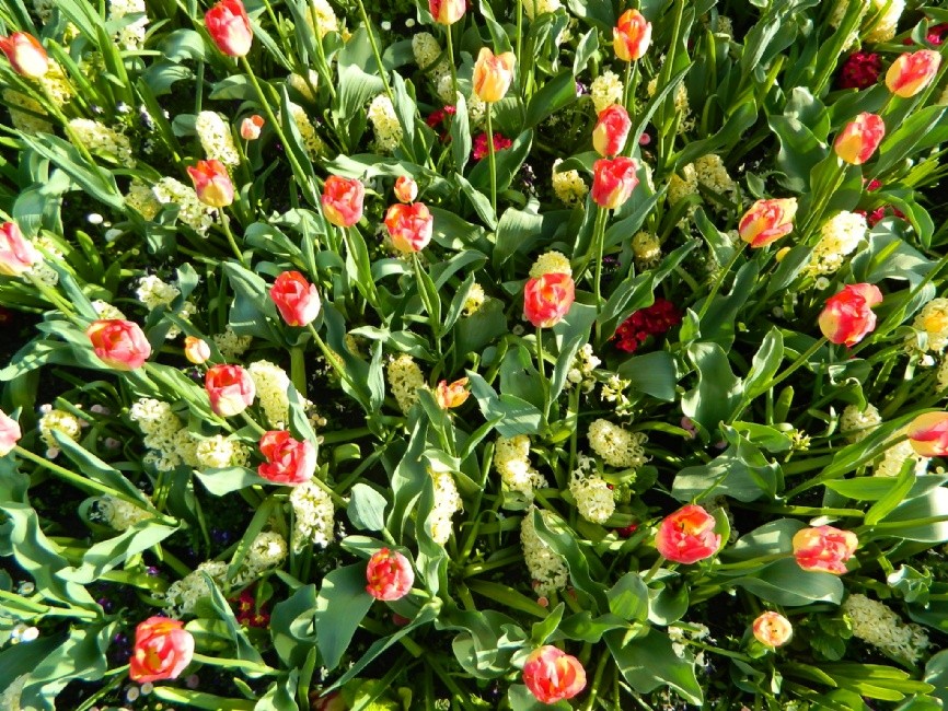 Město hraje v těchto dnech barvami