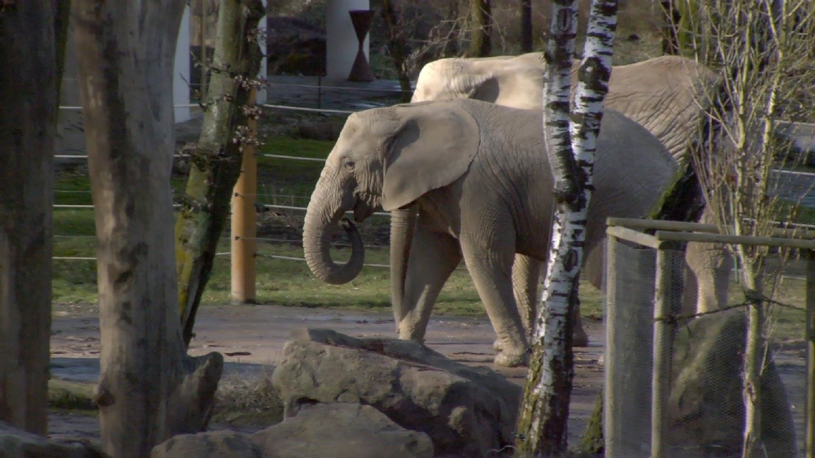 Sloni se dočkají nového areálu. Bude i mládě?