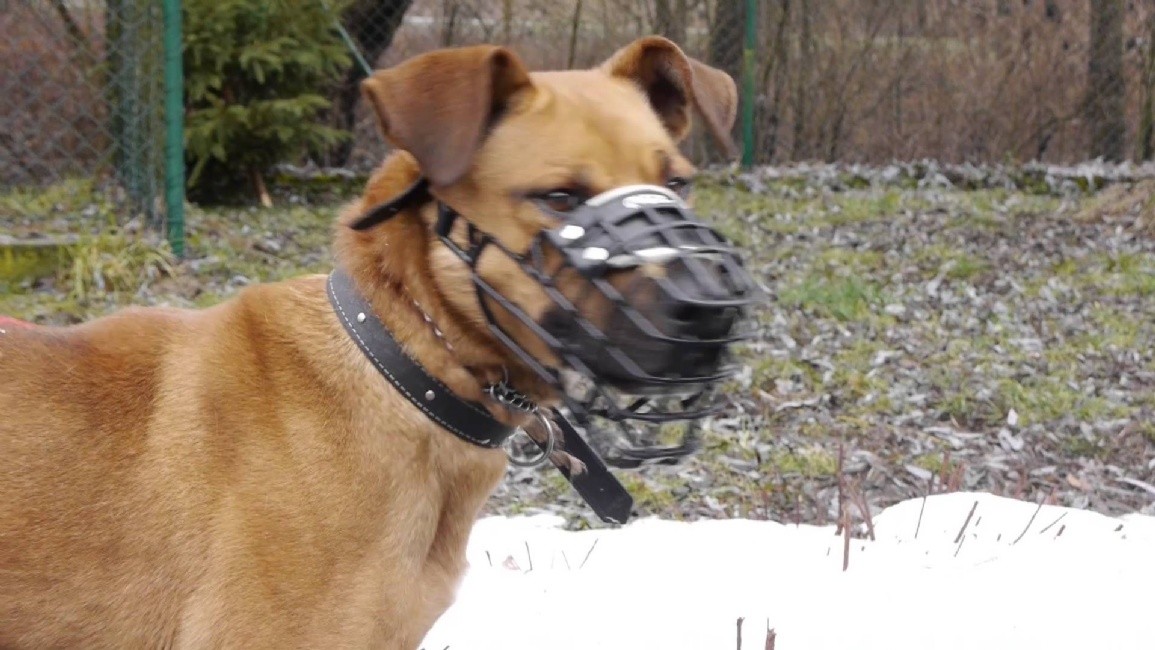 Další díl novinek z útulku