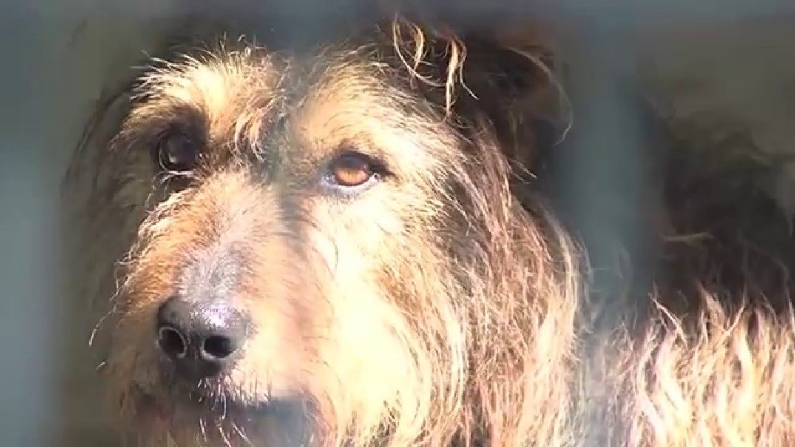 Jeden z obyvatelů útulku