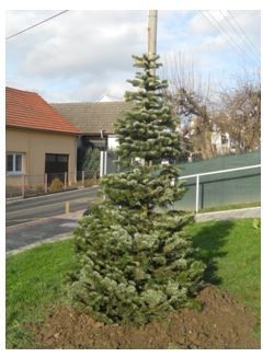 vysazena-jedle.jpg