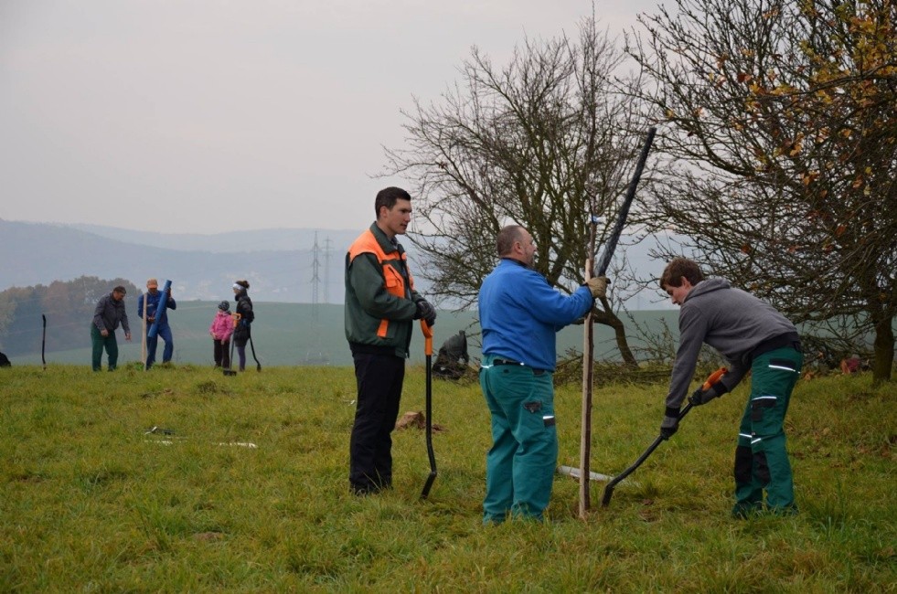 Stromy sázeli dobrovolní hasiči ze Lhotky...