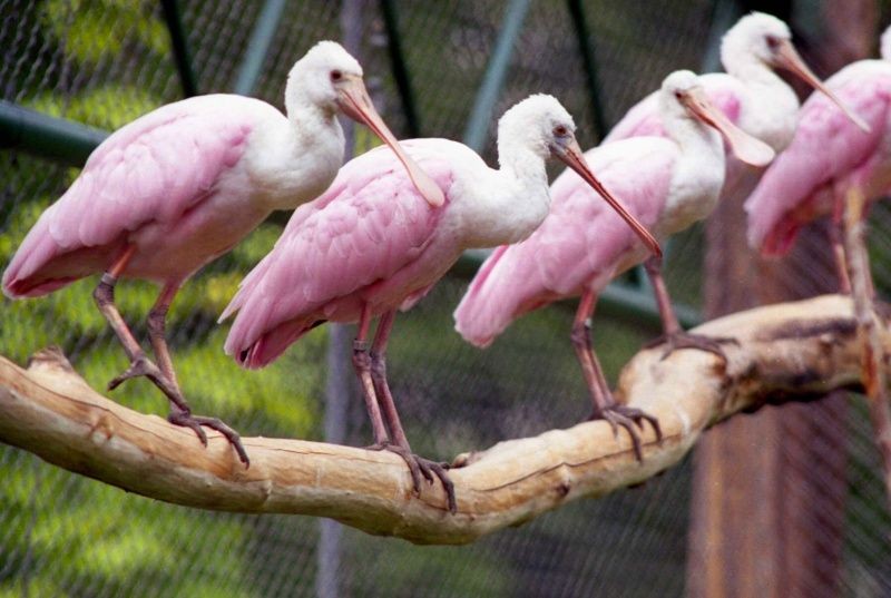 Zoo v Lešné stojí za návštěvu