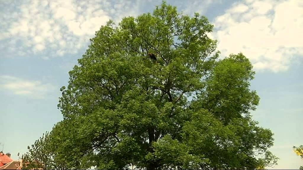 Jasan byl odborně ošetřen