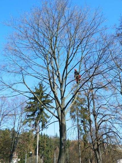 Stromy na Letné se budou ošetřovat. Ilustrační foto