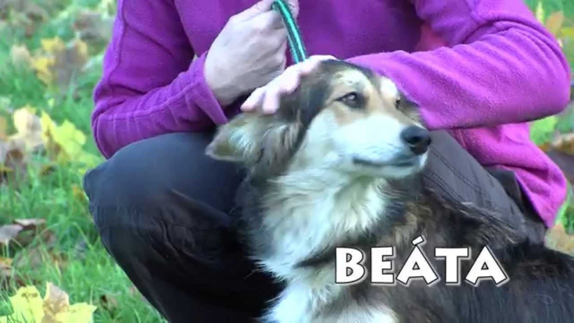 Pořad z útulku má své diváky