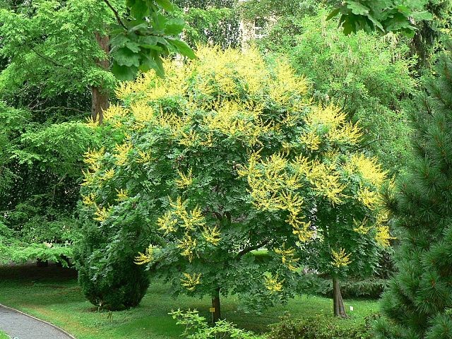 Před poliklinikou vyroste alej stroml druhu Svinel latnatý