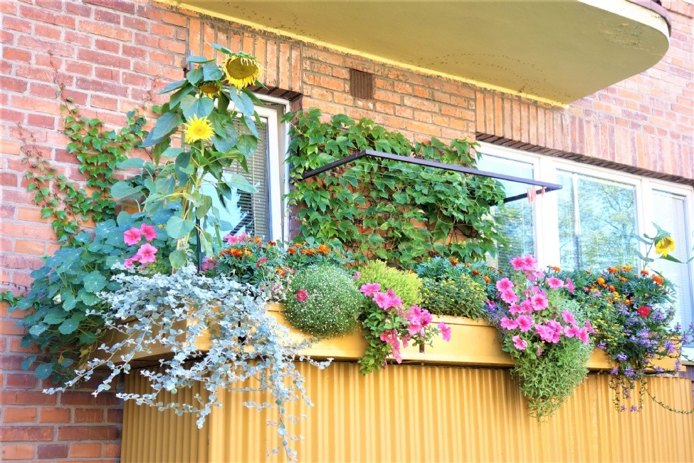 Obyvatelé města Zlína mohou soutěžit o nejlepší květinovou výsadbu