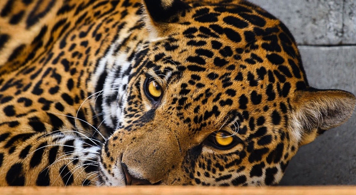 Zoo otevírá jaguáří výběh