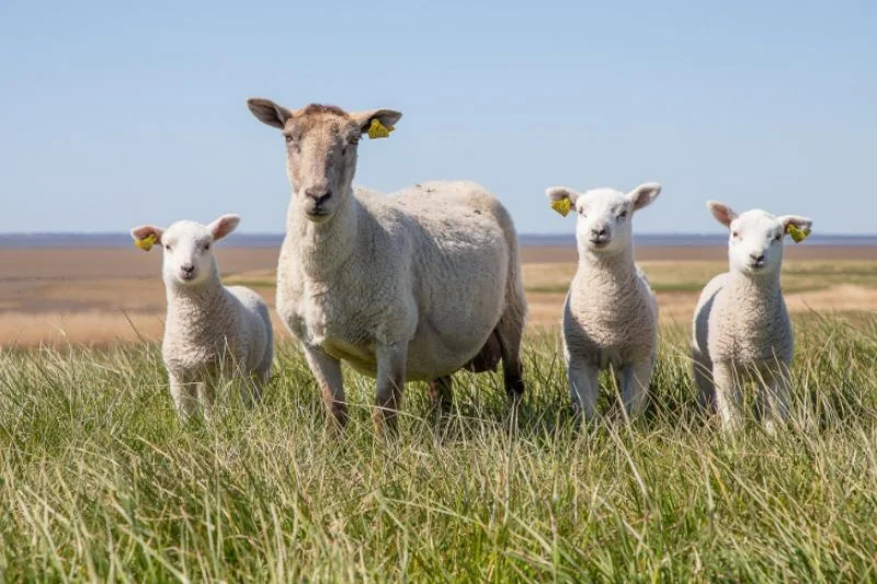Pasekářskou stezkou – Krajinou pasek